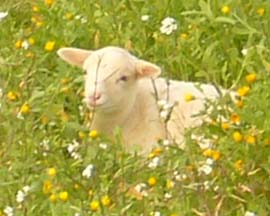 Lamb in spring